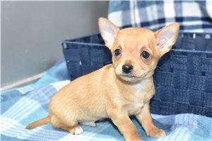 Maxx - Chihuahua for sale