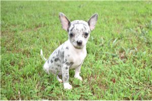 Delilah - Chihuahua for sale