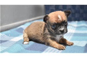 Nikita - Chihuahua for sale