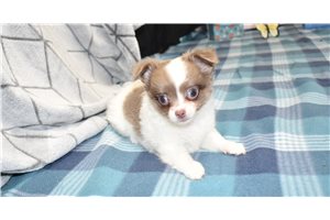 Kingston - Chihuahua for sale