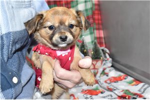 Brandy - puppy for sale