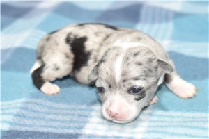 Jade - Chihuahua for sale