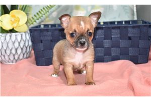 Nikita - Chihuahua for sale