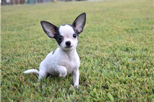 Sophia - Chihuahua for sale