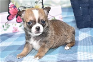 Felix - Chihuahua for sale