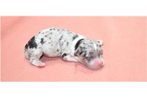 Shane - Chihuahua for sale