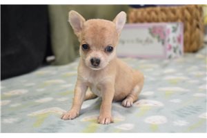 Kane - Chihuahua for sale