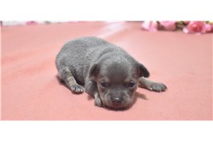 Mitch - Chihuahua for sale