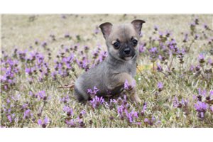 Jacy - Chihuahua for sale