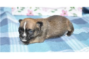 Teagen - Chihuahua for sale