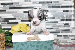 Joshua - puppy for sale