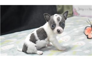 Vada - Chihuahua for sale