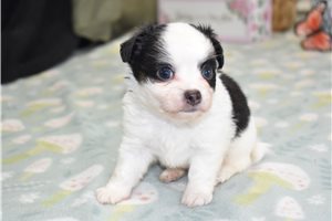 Isaac - Chihuahua for sale