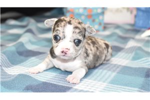 Noah - puppy for sale