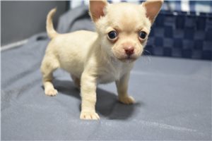 King - puppy for sale