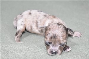 Lydia - puppy for sale