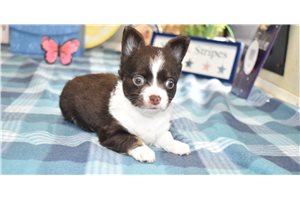 Sven - Chihuahua for sale