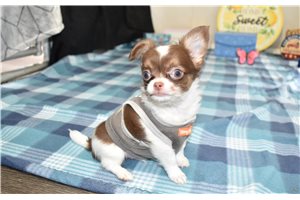 Tate - puppy for sale