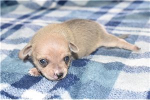 Theodore - puppy for sale