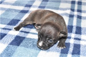 Layten - Chihuahua for sale