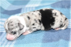 Jade - puppy for sale