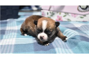 Felix - Chihuahua for sale