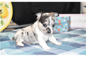 Mila - Chihuahua for sale