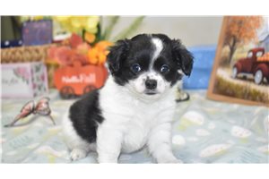 Jake - Chihuahua for sale