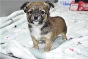 Reed - Chihuahua for sale