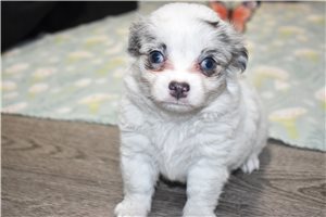 Candace - Chihuahua for sale