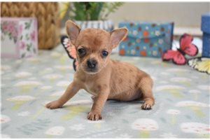 Kingston - Chihuahua for sale