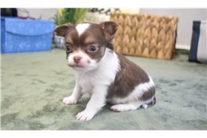 Tate - Chihuahua for sale