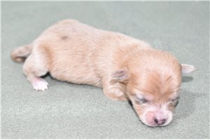 Kane - Chihuahua for sale