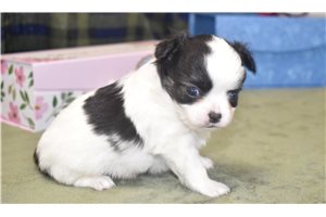 Kayden - Chihuahua for sale