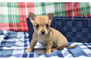 Steven - puppy for sale