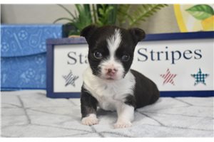 Sven - Chihuahua for sale