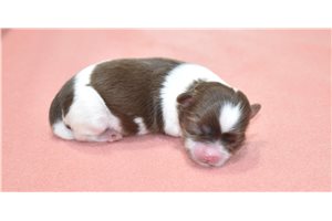 Tate - puppy for sale