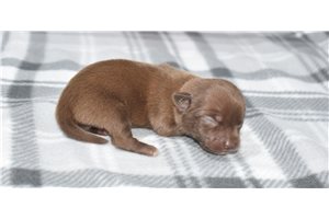 Piper - Chihuahua for sale