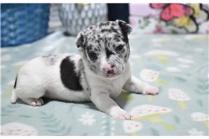 Sage - Chihuahua for sale