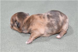 Charity - puppy for sale