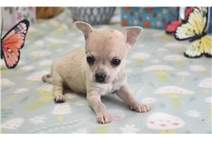 Elly - Chihuahua for sale