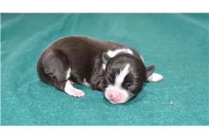 Sven - Chihuahua for sale