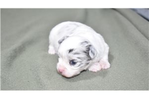 Candace - Chihuahua for sale