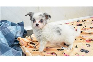 Candace - Chihuahua for sale