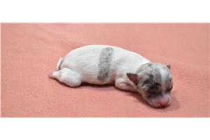 Kimberly - puppy for sale