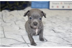 Paige - Chihuahua for sale