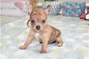 Charity - Chihuahua for sale