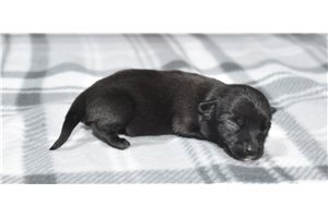 Candra - puppy for sale