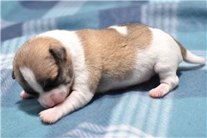 Maverick - Chihuahua for sale