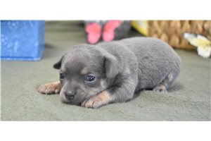 Mitch - puppy for sale
